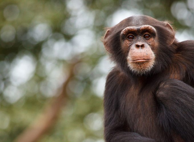 Tacugama Chimpanzee Sanctuary