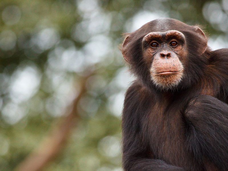 Tacugama Chimpanzee Sanctuary